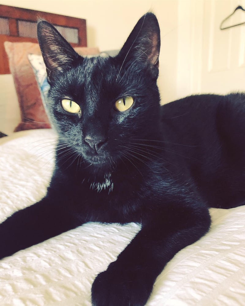 JJ the chicken-loving cat: 'Whenever a roast went on, he’d appear like magic in the chicken spot.' Photograph: Jennifer O'Connell