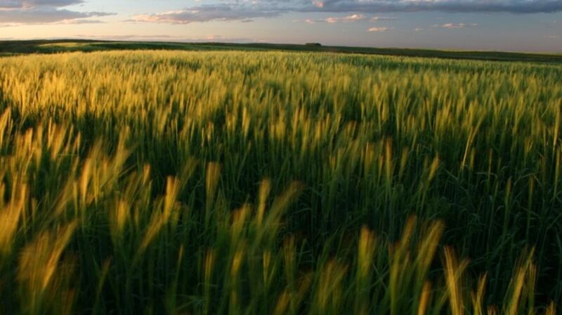 A Canadian wheat field.