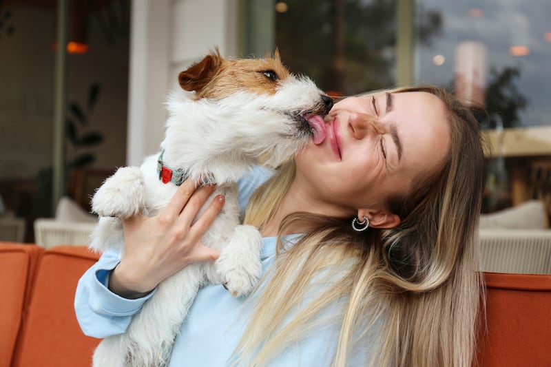 Dogs can reduce stress, anxiety and depression. Photograph: iStock