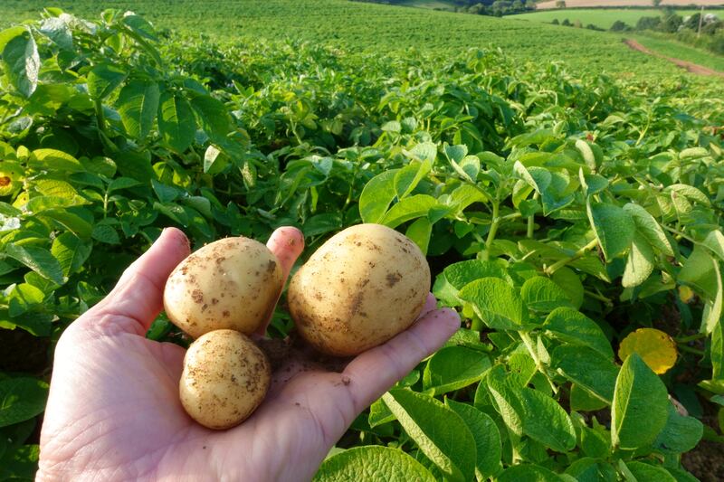 Eating the skins of potatoes rather than peeling them will boost your fibre intake. Photograph: Getty Images