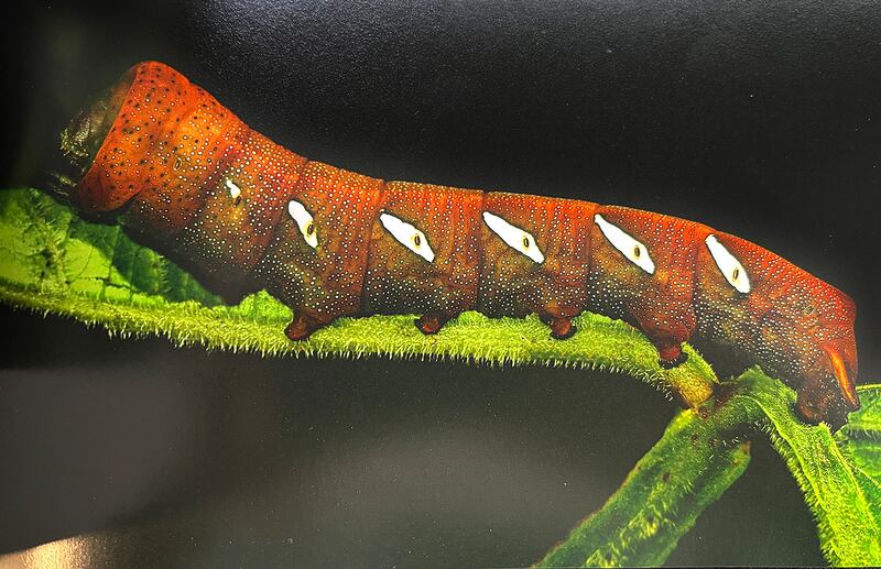 The caterpillar Eumorpha satellita, native to the Área de Conservación Guanacaste in the tropical forests of Costa Rica