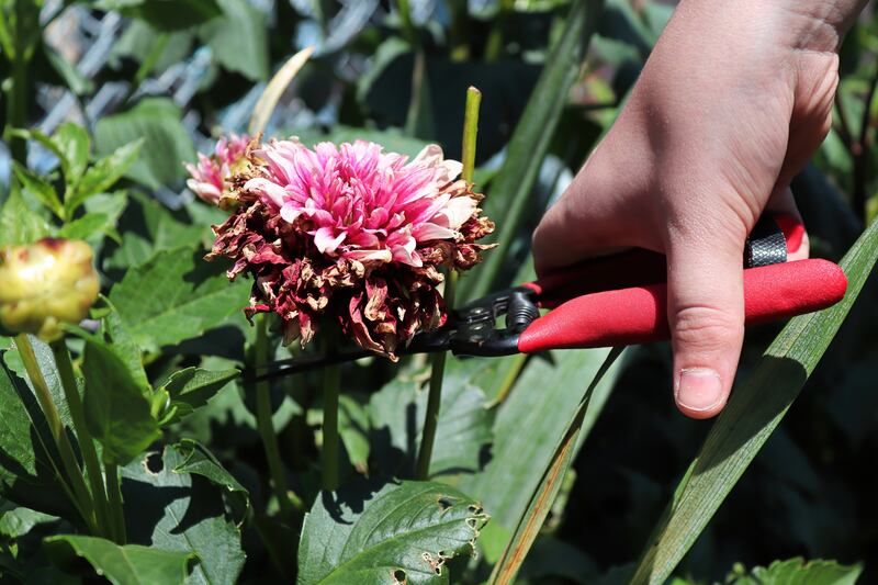 Long days typically support the process of photosynthesis and vegetative growth in the form of root, stem and leaf production. Photograph: Getty/iStock