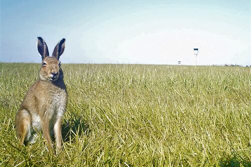 Hare traffic control: managing to keep wildlife away from planes at Dublin Airport