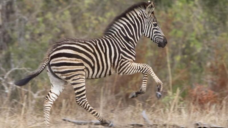 A young zebra at Kruger National Park. Photograph: Getty