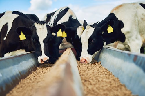 Farm output prices rise despite sharp fall in feed and fertiliser costs 