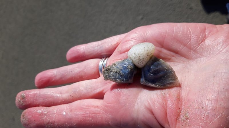 Buoy-making barnacle found by Ann Toland in Connemara