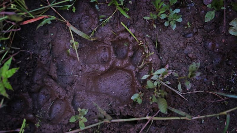 Calvin Klein Obsession:  a paw print from a tiger in forest near Khairgaon, in India. Photograph: Saurabh Das/NYT