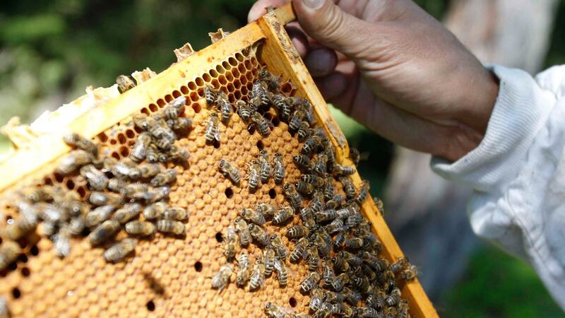 Why not become a fully-fledged beekeeper? It is not as outlandish as it sounds. Photograph:  Dominic Ebenbichler/Reuters