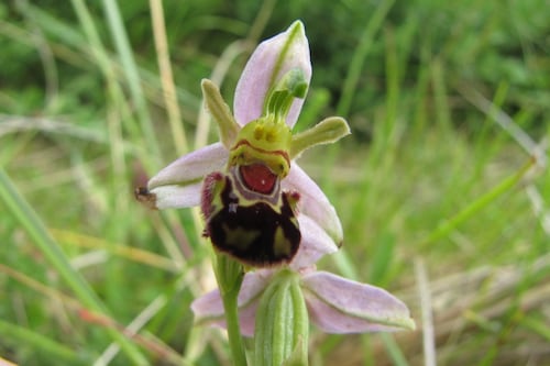 Bee orchids are all dressed up with nowhere to go