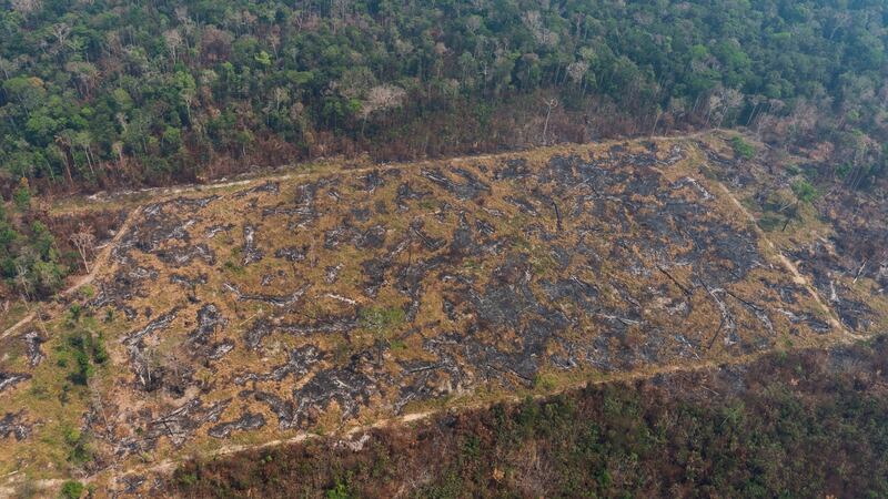 A lush forest sits next to a field of charred trees destroyed by wildfires near Porto Velho, Brazil, on Friday. Photograph: Victor R Caivano/AP