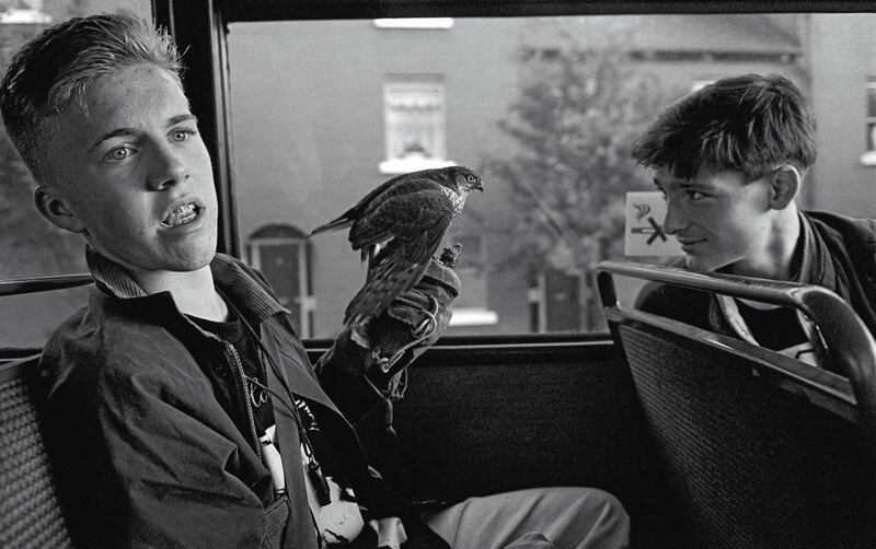 Hawk on Bus. Photograph: Tony O’Shea