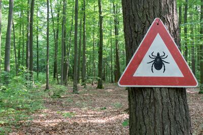 Check skin, hair and warm skin folds, especially the neck and scalp of children, clothing or outdoor gear for ticks after a day out. Photograph: iStock