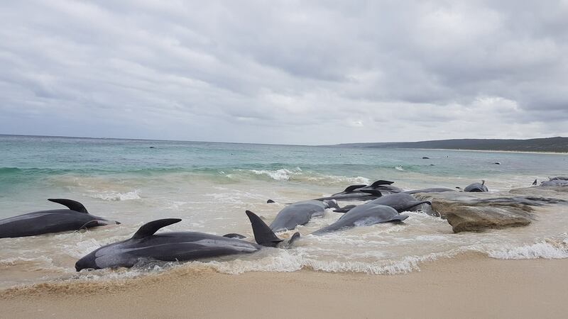 Stranded whales on the beach at Hamelin Bay. Photograph: Leearne Hollowood/via Reuters