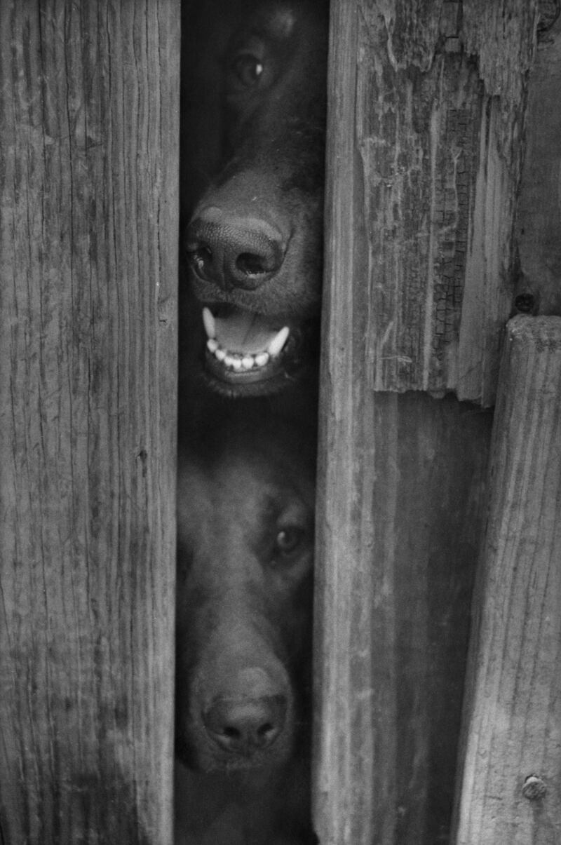 Two dogs trapped behind a fence in Miami, 1992. Photograph: Jill Freedman/courtesy the Jill Freedman Foundation