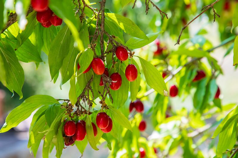 Cornus mas. Photograph: Getty