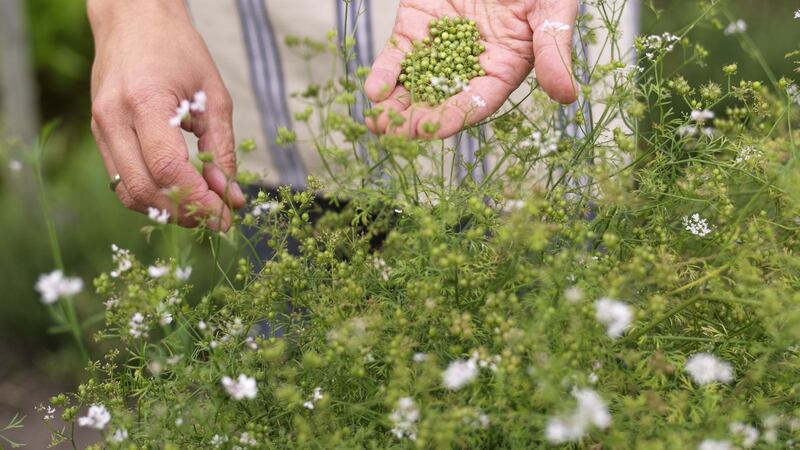 Harvesting coriander seed. Photograph:  Richard Johnston