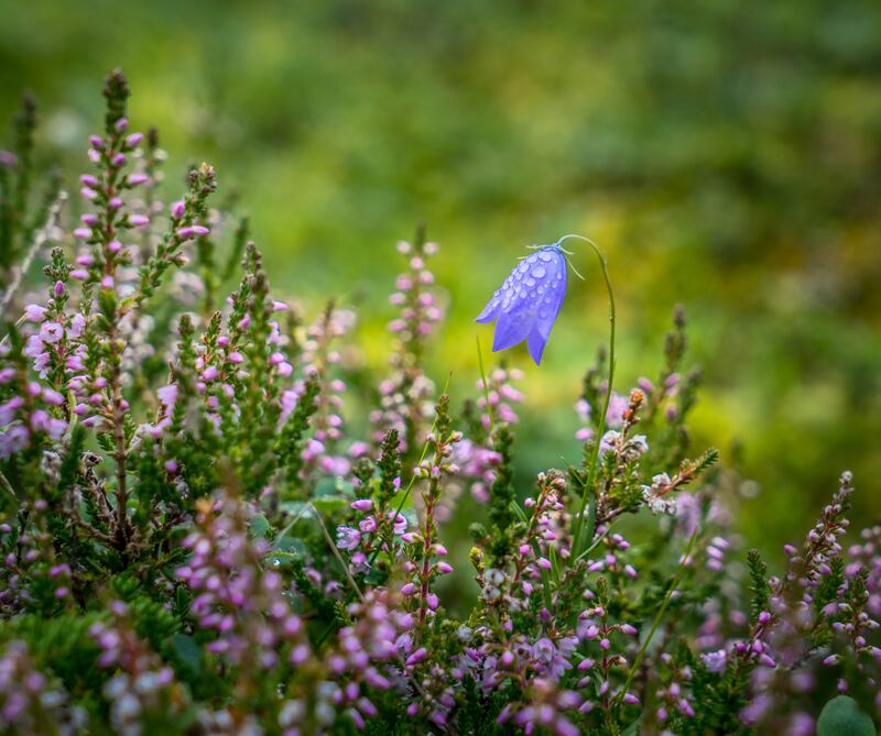 A single harebell flower (campanula rotundifolia) surrounded by heather flowers (calluna vulgaris)