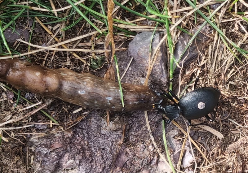 Ground beetle. Photograph supplied by James Farrell