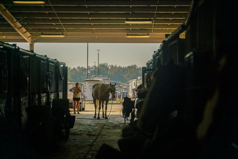 A horse at the National Barrel Horse Association (NBHA) World Championship in Perry Georgia. Photograph: Enda O'Dowd