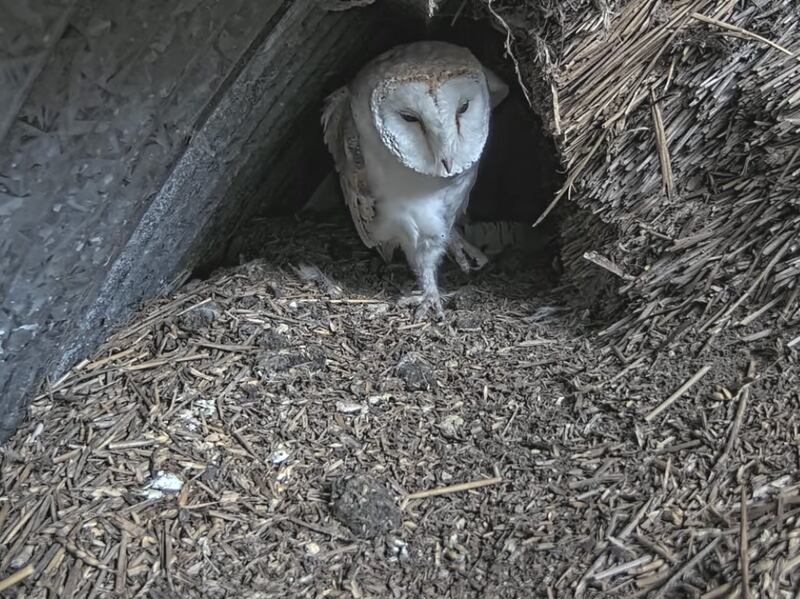 A barn owl. Photograph: Niall Hatch of Birdwatch Ireland