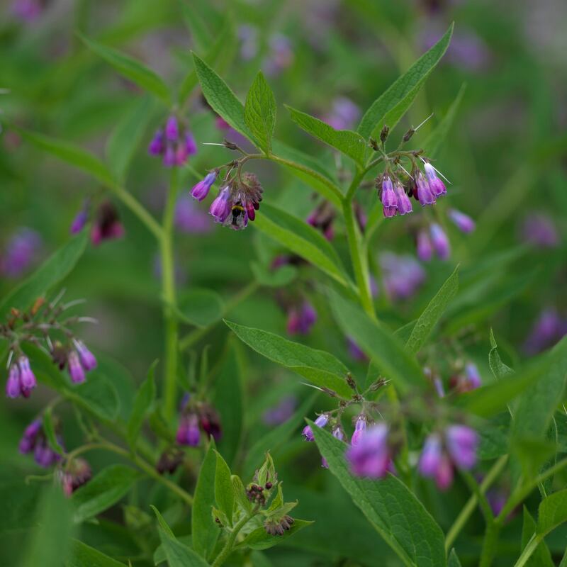 The leaves of comfrey make an excellent organic liquid feed