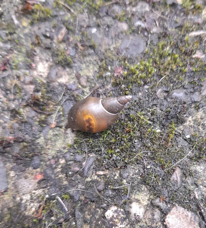 Great pond snail. Photograph supplied by Roisin McLaughlin