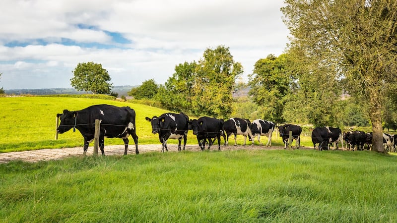 Dairy herd