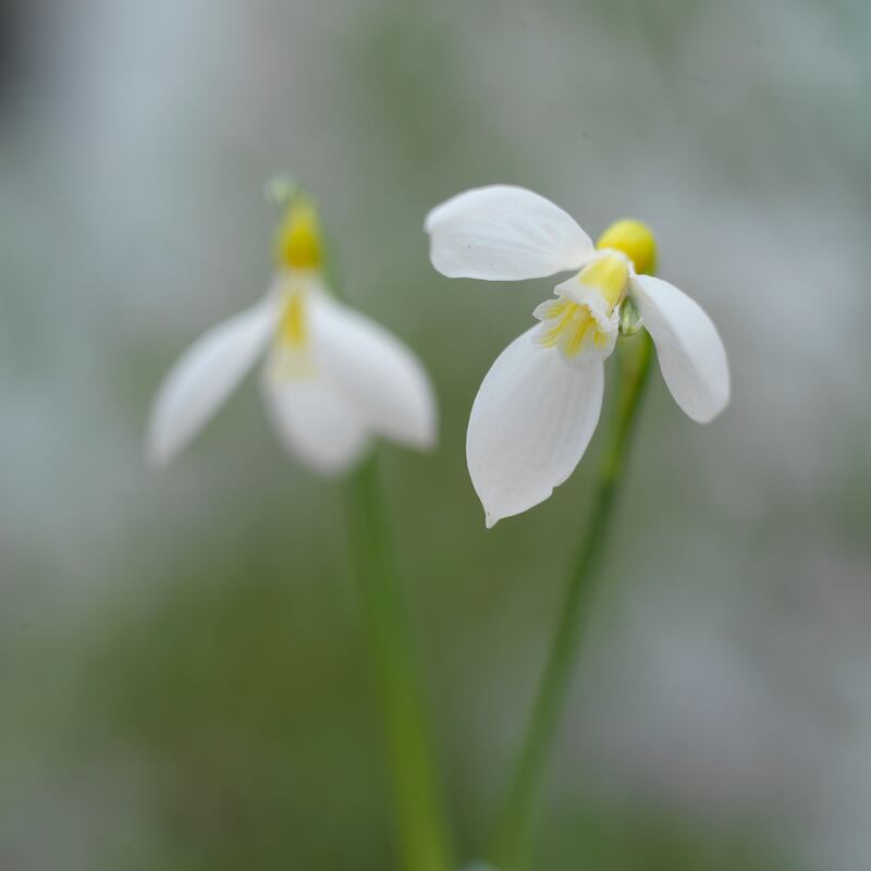 Galanthus ‘Ronald Mackenzie’. Photograph: Richard Johnston