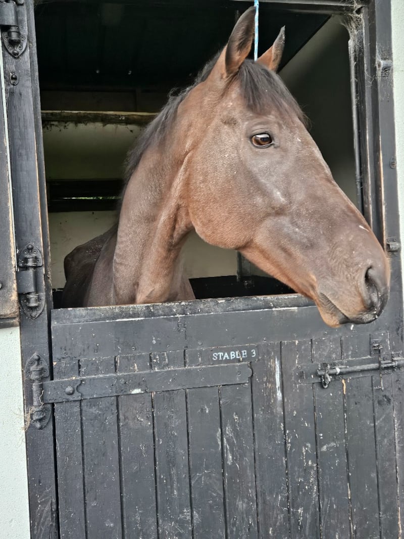 It is believed that Dash was used for trotting. Photograph: ISPCA