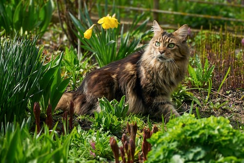 My neighbour’s cat is using my herb garden as his litter tray. What can I do?