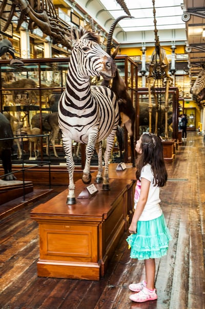 Dead zoo: the Natural History Museum, in Dublin