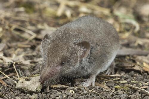 Access Science: The taming of the greater white-toothed shrew is essential