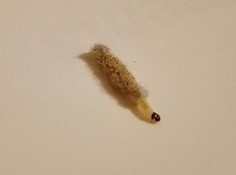 Caterpillar of the case-making clothes moth