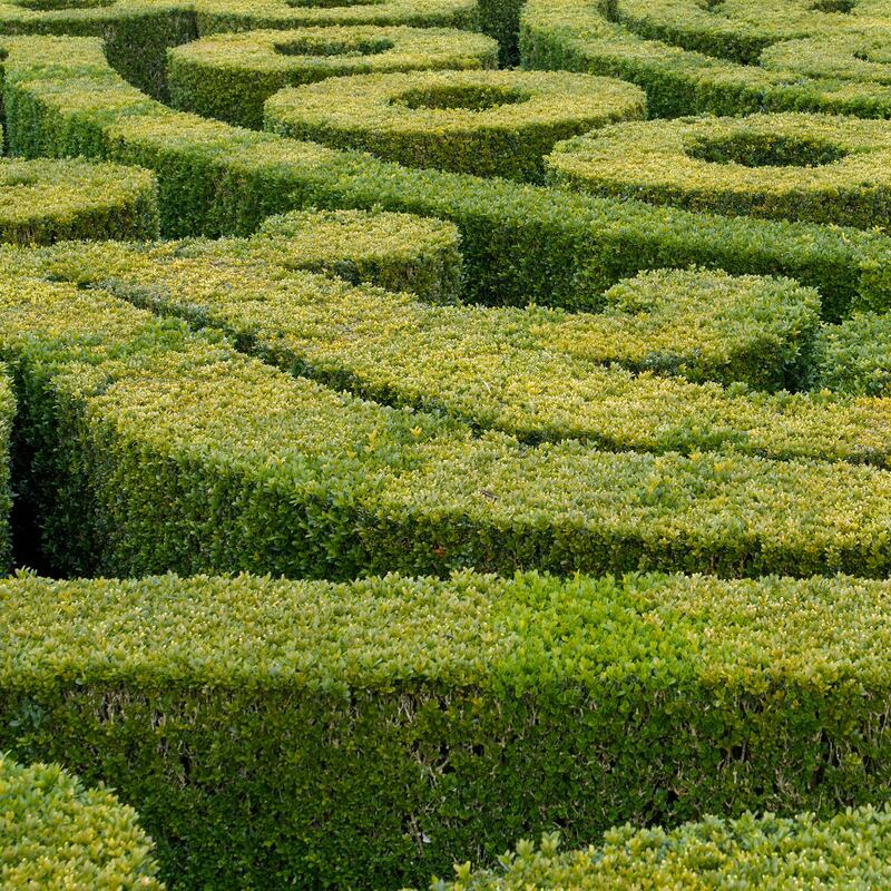 Choose a dry day and use a sharp clean shears to clip box hedging (Buxus) to minimise the risk of common airborne diseases such as box blight. Photograph:  Richard Johnston