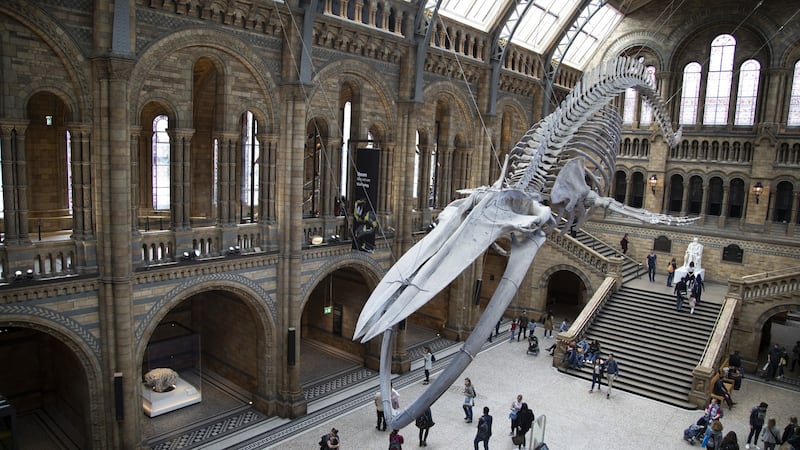 The Natural History Museum in London. Kennedy will perform without an audience, with fans paying €15 to stream the show. ‘It’s going to be just the music – when you finish a song there’ll be silence.’ Photograph:  Mike Kemp/In Pictures via Getty Images