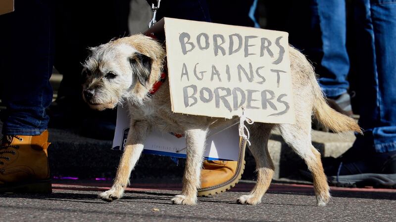 A dog with a placard attends the ‘Together for the Final Say’ march against Brexit in London. Photograph: Vickie Flores/EPA.