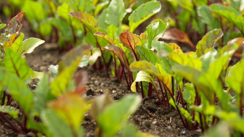 Beetroot growing in an Irish garden. Photograph: Richard Johnston