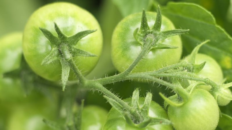 Keep a careful eye on tomato plants