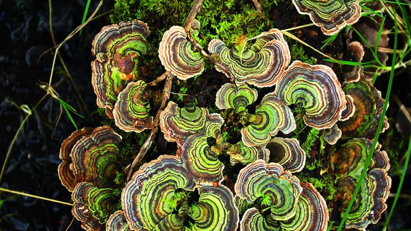 Turkey-tail fungus in  Abbeyleix Bog. Photograph:   Tina Claffey