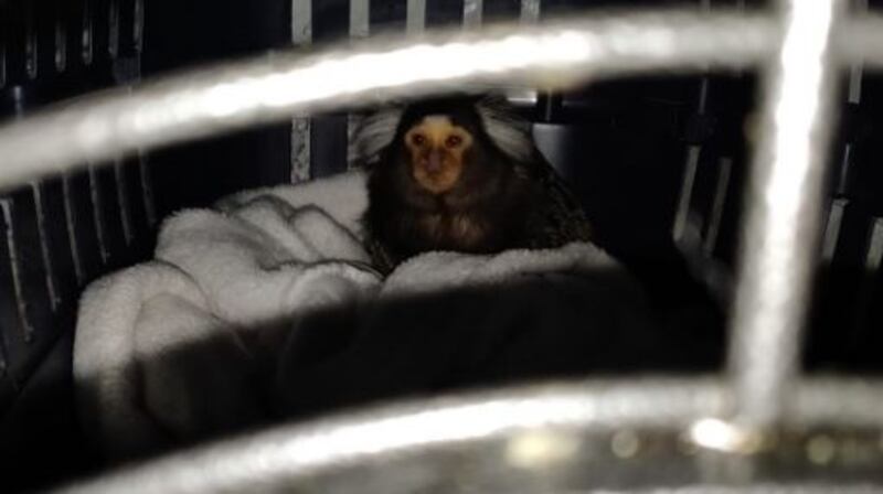 The monkey which was found by  gardaí durign the raid in Finglas. It has been taken into the care of the   DSPCA.