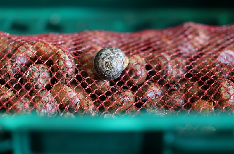 Fresh escargot.  Photograph: Nick Bradshaw