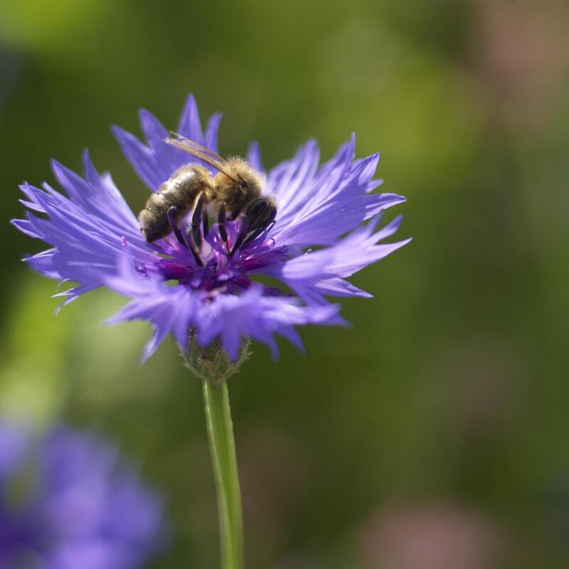 A bee feeding on the sky-blue flowers of annual cornflowers growing in Ashtown Walled garden’s pictorial meadow. Photograph: Richard Johnston