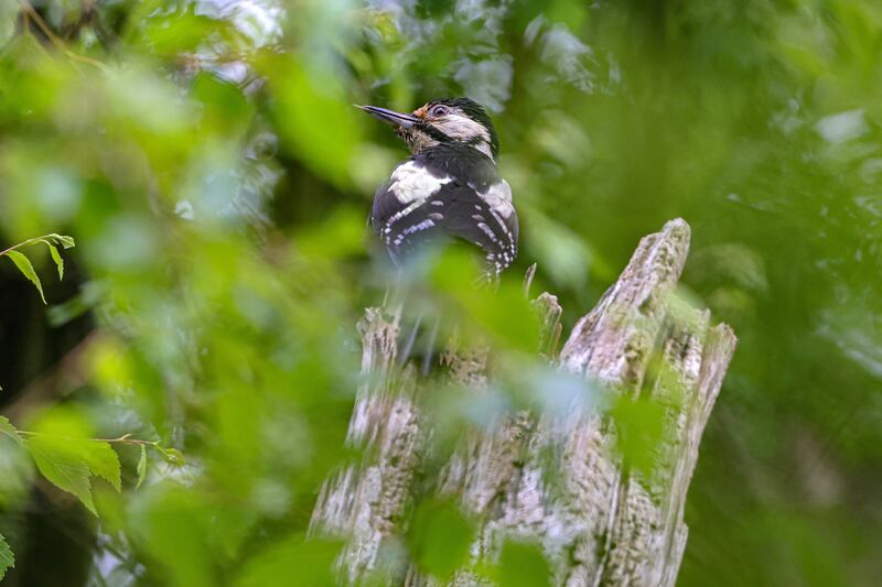 A woodpecker in Killarney National Park. Photograph: Valerie O'Sullivan