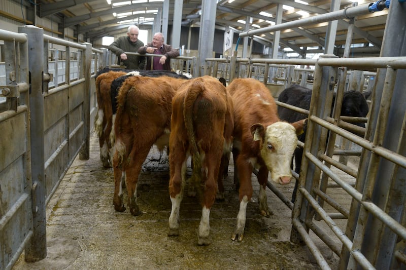 Liam Byrne from Offaly and Paddy Cashin from Thurles at Bandon Mart. Photograph: Denis Boyle