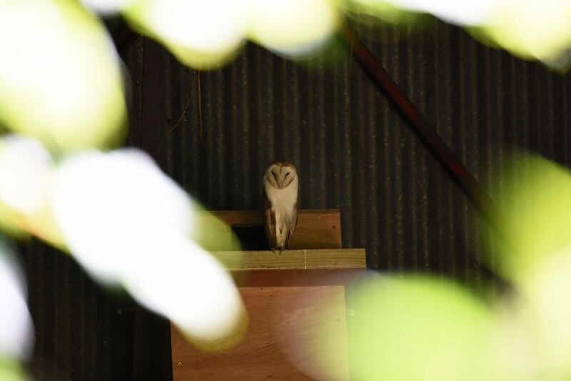 Barn owls have taken up residence on the farm. Photograph: Clare-Louise Donelan