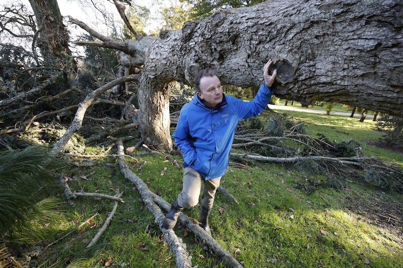 Seamus O'Brien, Head Gardener, at the the National Botanic Gardens, Kilmacurragh with the Silver Fir from 1790 which has been destroyed by Storm Darragh. Photograph: Nick Bradshaw / The Irish Times