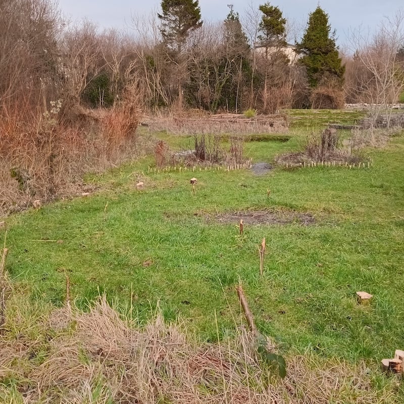 Vandals removed all the poles from the garden with saws along with the young trees they were holding up