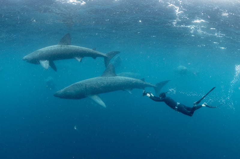 Ken O’Sullivan filming basking sharks in courtship 'torus' in the North Atlantic, off Ireland. Photograph: George Karbus/Sea Fever Productions