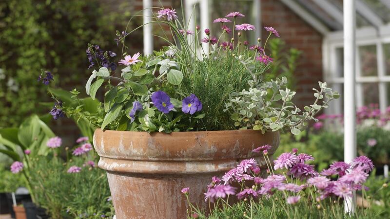 Summer bedding plants in a pot. Photograph:  Richard Johnston