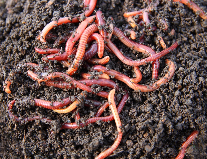 Vital worms can be inadvertedly killed off underground though use of slurry or poisons